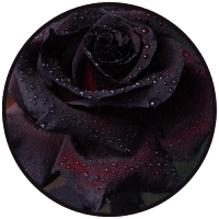 resized11