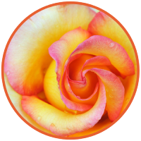 resized8