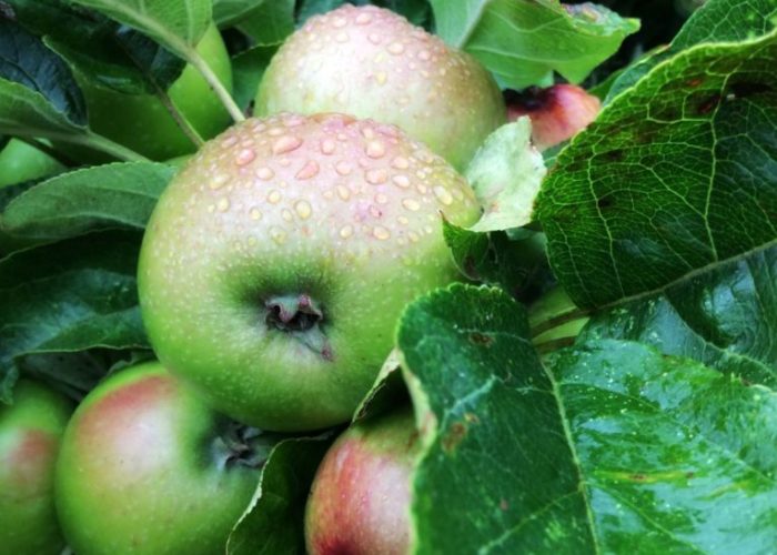 Avalon-apples-765x1024